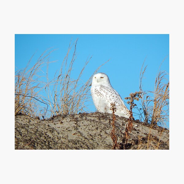 Snowy owl on the dunes Photographic Print