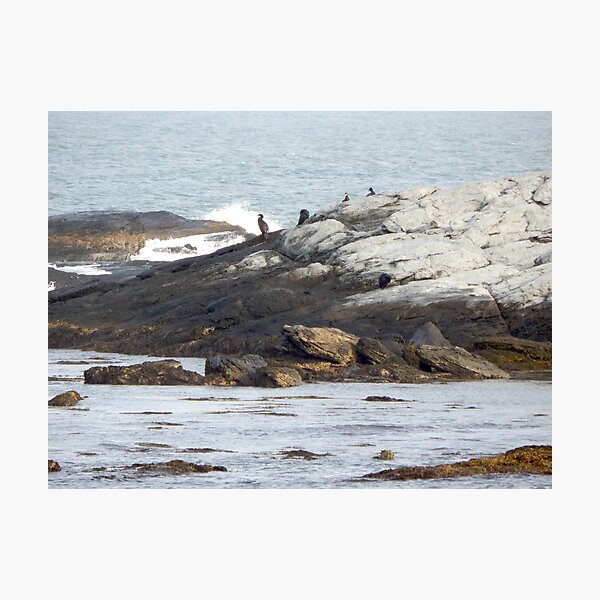 Cormorants on the rocks Photographic Print