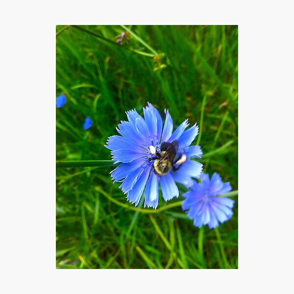 Honey bee Photographic Print