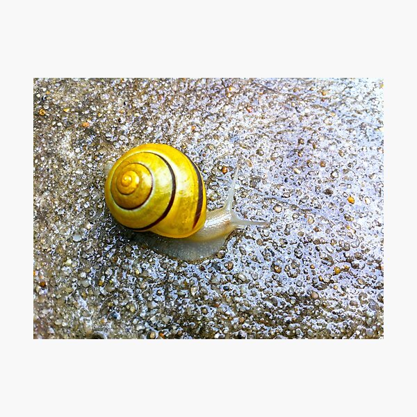 At a snail's pace Photographic Print