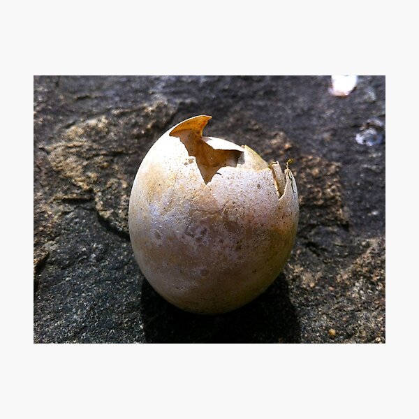 Osprey egg Photographic Print