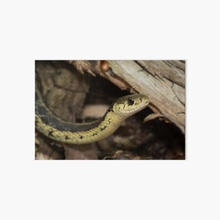 Eastern Garter Snake Art Board Print