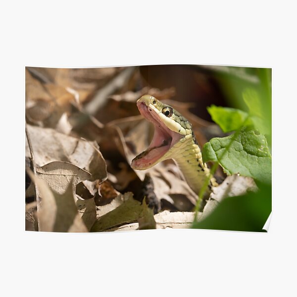 Happy Eastern Garter Snake Poster