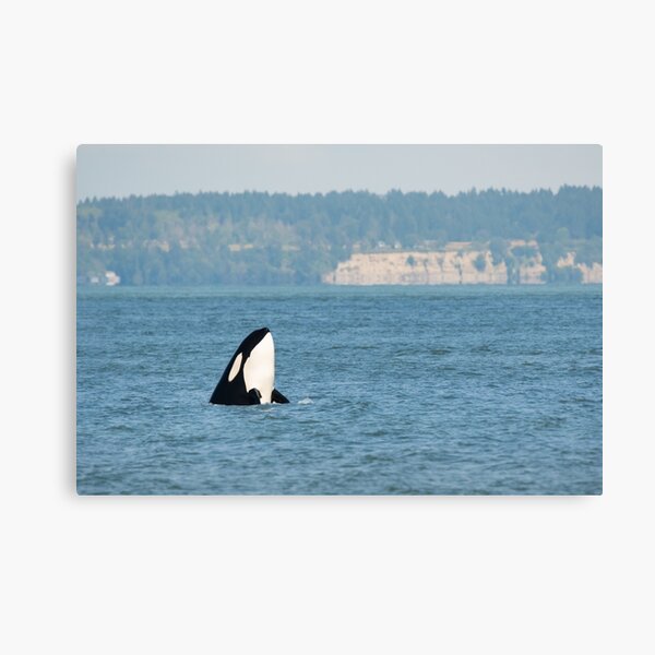 Item preview, Transient Killer Whale Spyhopping off Point Roberts designed and sold by Beth Baisch.