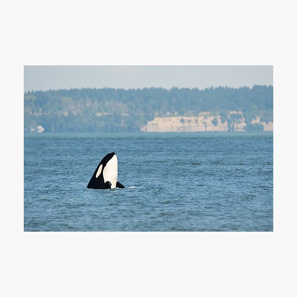 Transient Killer Whale Spyhopping off Point Roberts Photographic Print