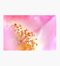 Pink Fantacy Photographic Print