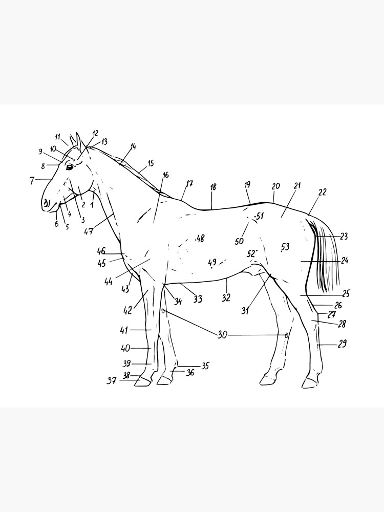 esquema de pie de caballo