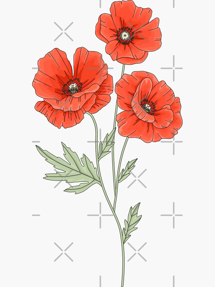 Red Poppy Flowers 