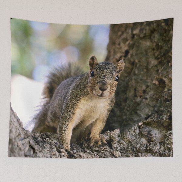 Item preview, Curious Squirrel in a Tree designed and sold by KsbAesthetics.