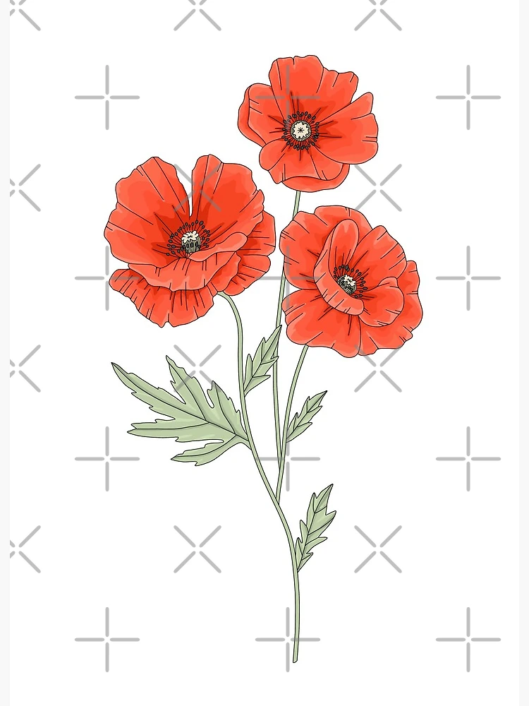 トップス POPPY DRAWING FLOWER PRINT SWEATSHIRT Poppy Flower Hoodie, Wild Flowers Sweatshirt, Wildflowers