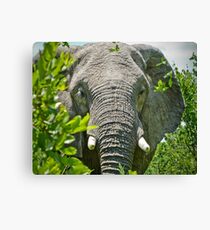 Unexpected Encounter Canvas Print