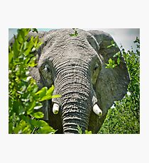 Unexpected Encounter Photographic Print