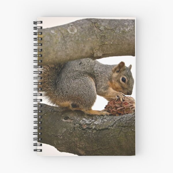 Item preview, Squirrel Eating on a Tree Branch designed and sold by KsbAesthetics.