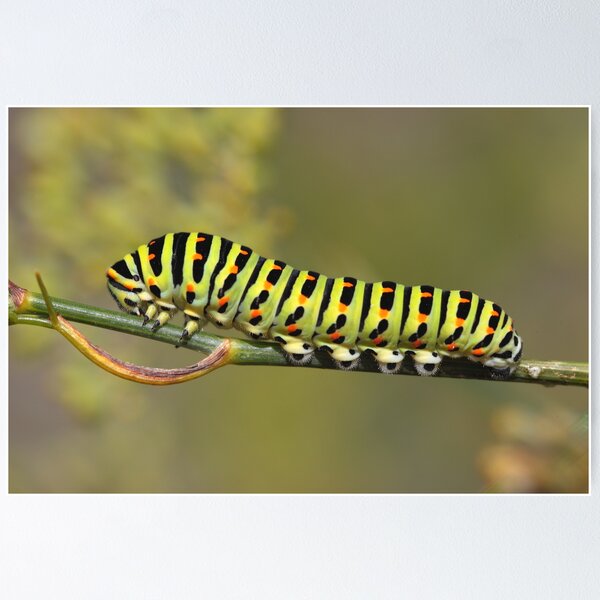 Aperçu de l'œuvre Swallowtail Caterpillar (Papilio machaon) créée et vendue par Remy NININ.