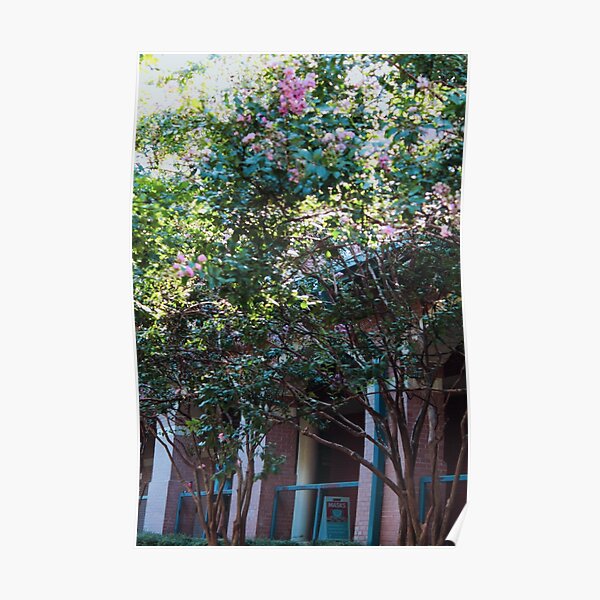Crepe Myrtle XV Poster