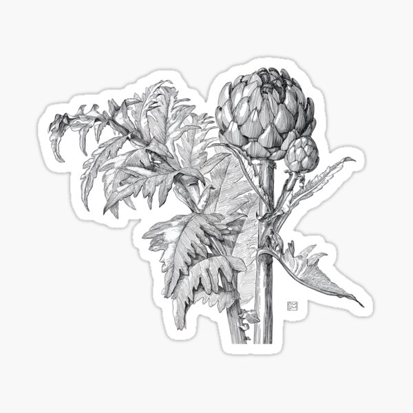 Artichoke | Cynara scolymus Sticker
