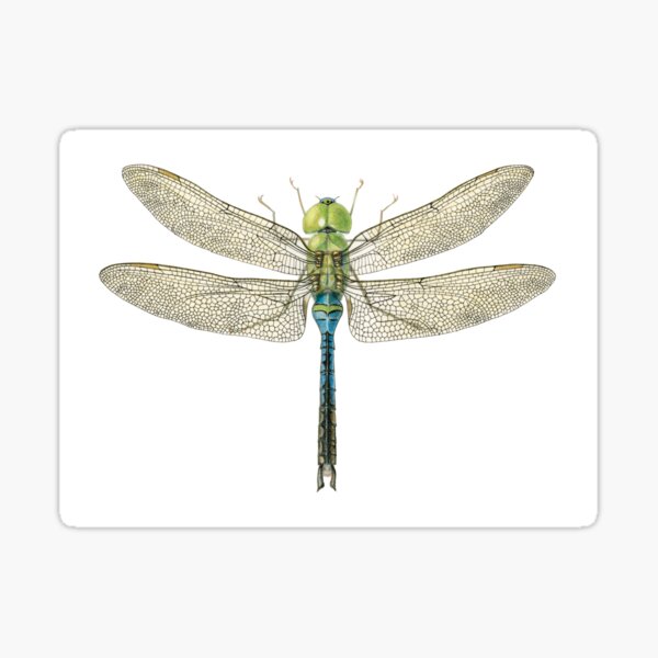 Common Green Darner | Anax Junius Sticker