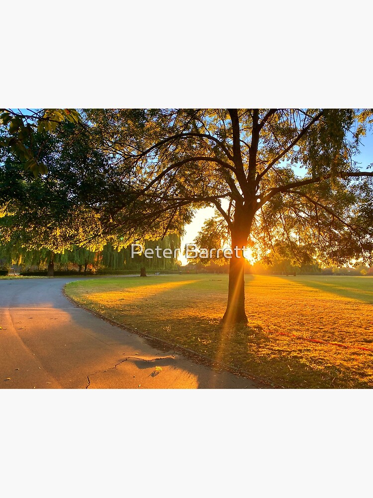 Hylands Park sunrise through tree by hartrockets