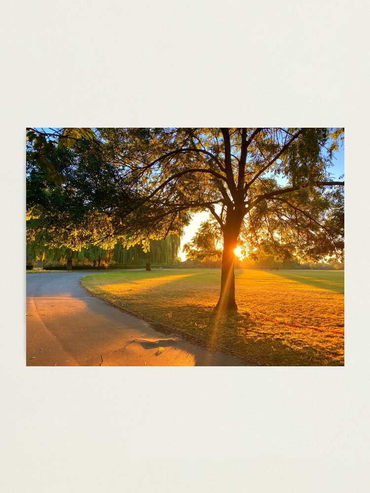 Alternate view of Hylands Park sunrise through tree Photographic Print