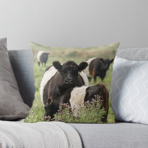 Item preview, Belted Galloway Cows designed and sold by JStanley19.