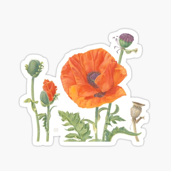 Poppy | Papaver orientale Sticker
