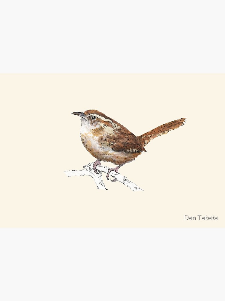 Carolina Wren by dmtab