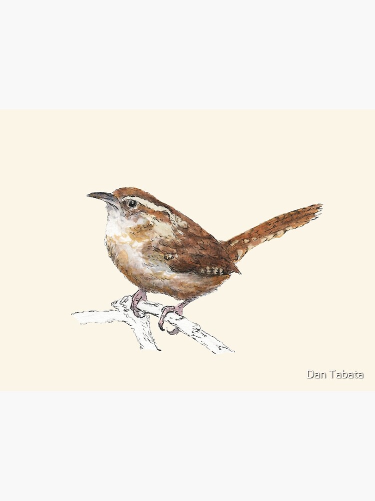 Carolina Wren by dmtab