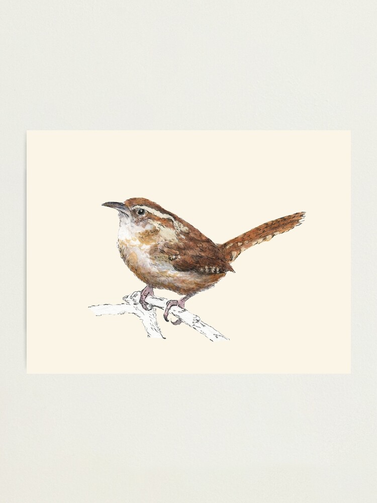Alternate view of Carolina Wren Photographic Print
