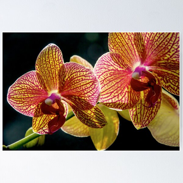 Item preview, Orchids designed and sold by Jarrett720.