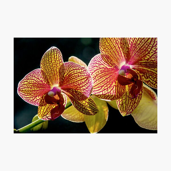 Item preview, Orchids designed and sold by Jarrett720.