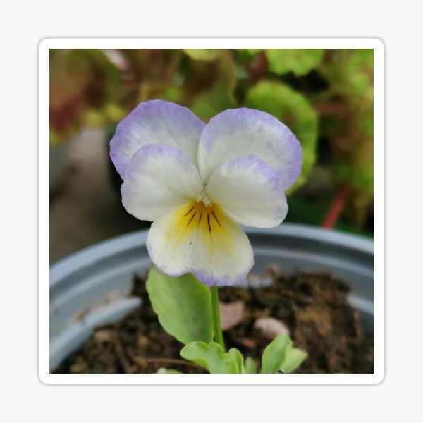 Dainty Violet Sticker