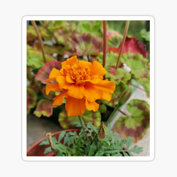 Marvellous Marigolds Sticker