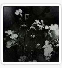 Pegatina « fleurs blanches »