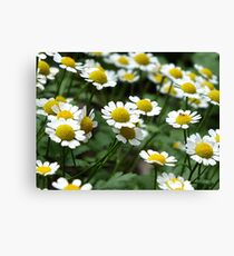 Chamomile Daisies Canvas Print