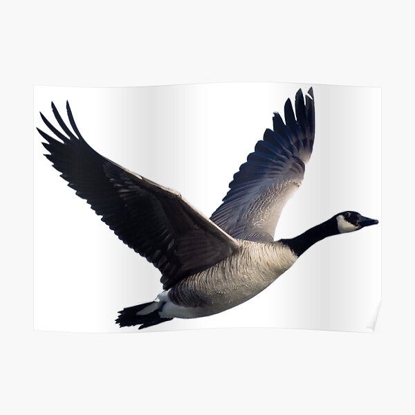 Flying Canadian goose Poster