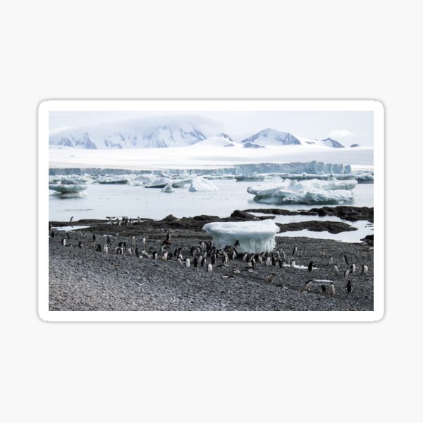 Item preview, Gentoo penguins at Brown Bluff designed and sold by HazelWright.