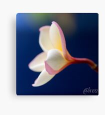 out of the blue Canvas Print
