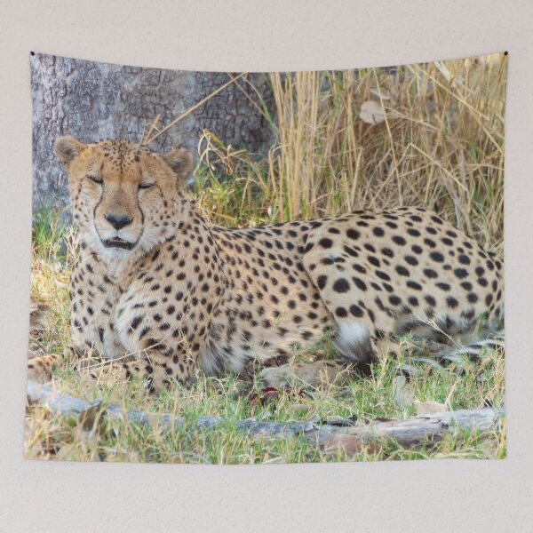 Item preview, Cheetah in Moremi Game Reserve, Botswana designed and sold by SafariByMarisa.