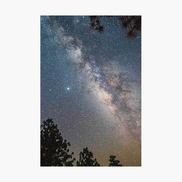 Milky way through pine trees Photographic Print