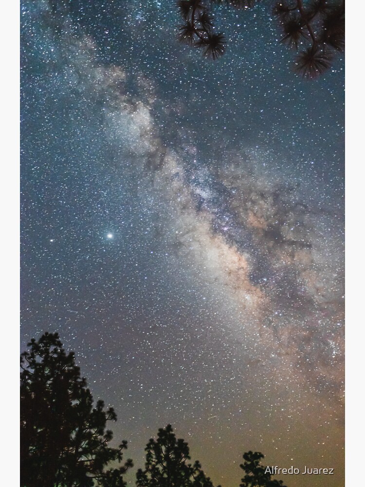 Milky way through pine trees by pyr0
