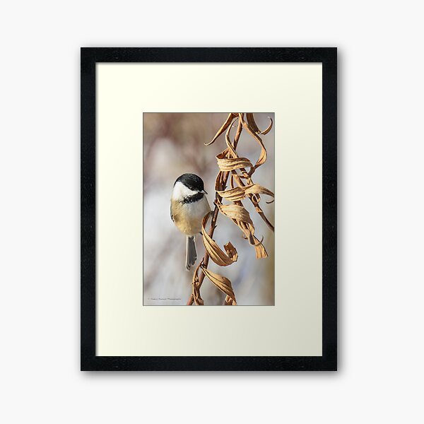 Winter Beauty Framed Art Print