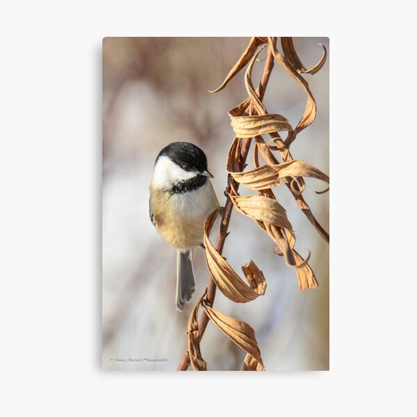 Winter Beauty Canvas Print