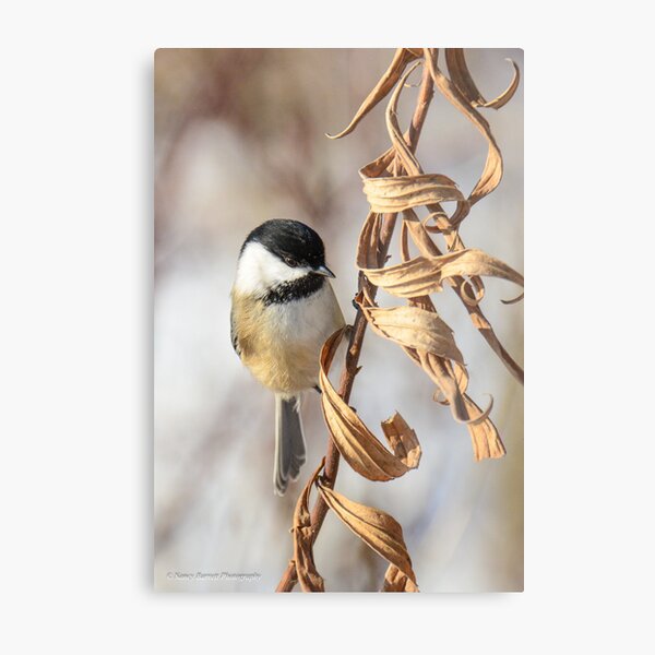 Winter Beauty Metal Print
