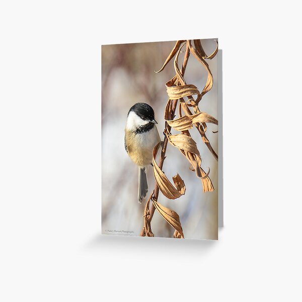 Winter Beauty Greeting Card
