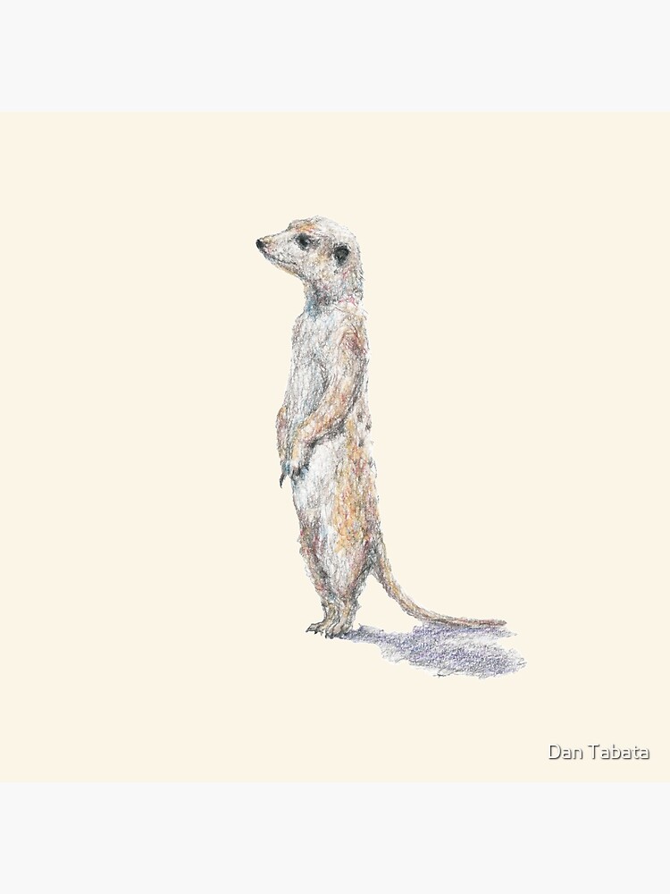 Meerkat by dmtab