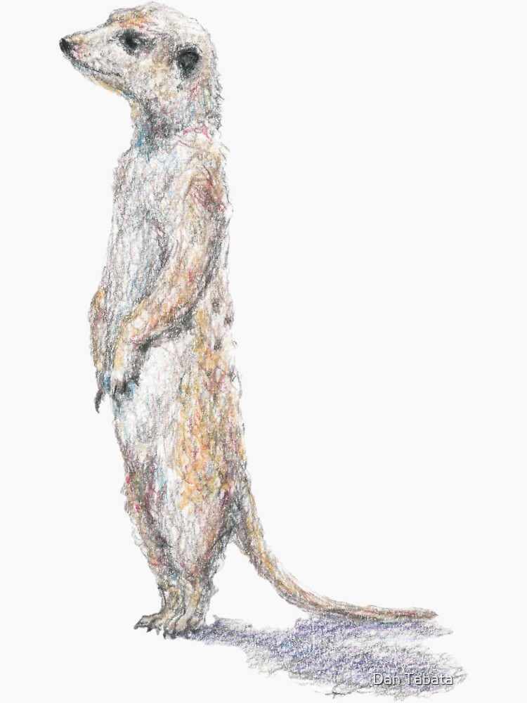 Meerkat by dmtab