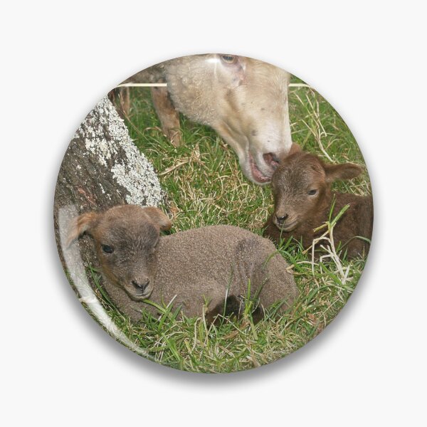 Item preview, Small Beginnings - Damara Lambs designed and sold by Patricia Howitt.