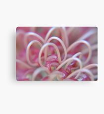 Grevillea Patterns Canvas Print