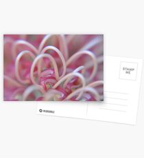Grevillea Patterns Postcards