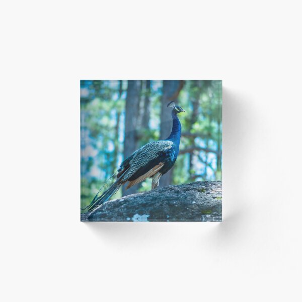 The ballad of the Peacock Acrylic Block